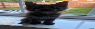 Smokey