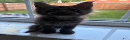 Maine Coon cats for sale: Maine Coons - Advert 8