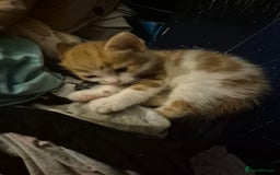 Mixed Breed cats for sale: Kittens looking for forever homes - Image 4