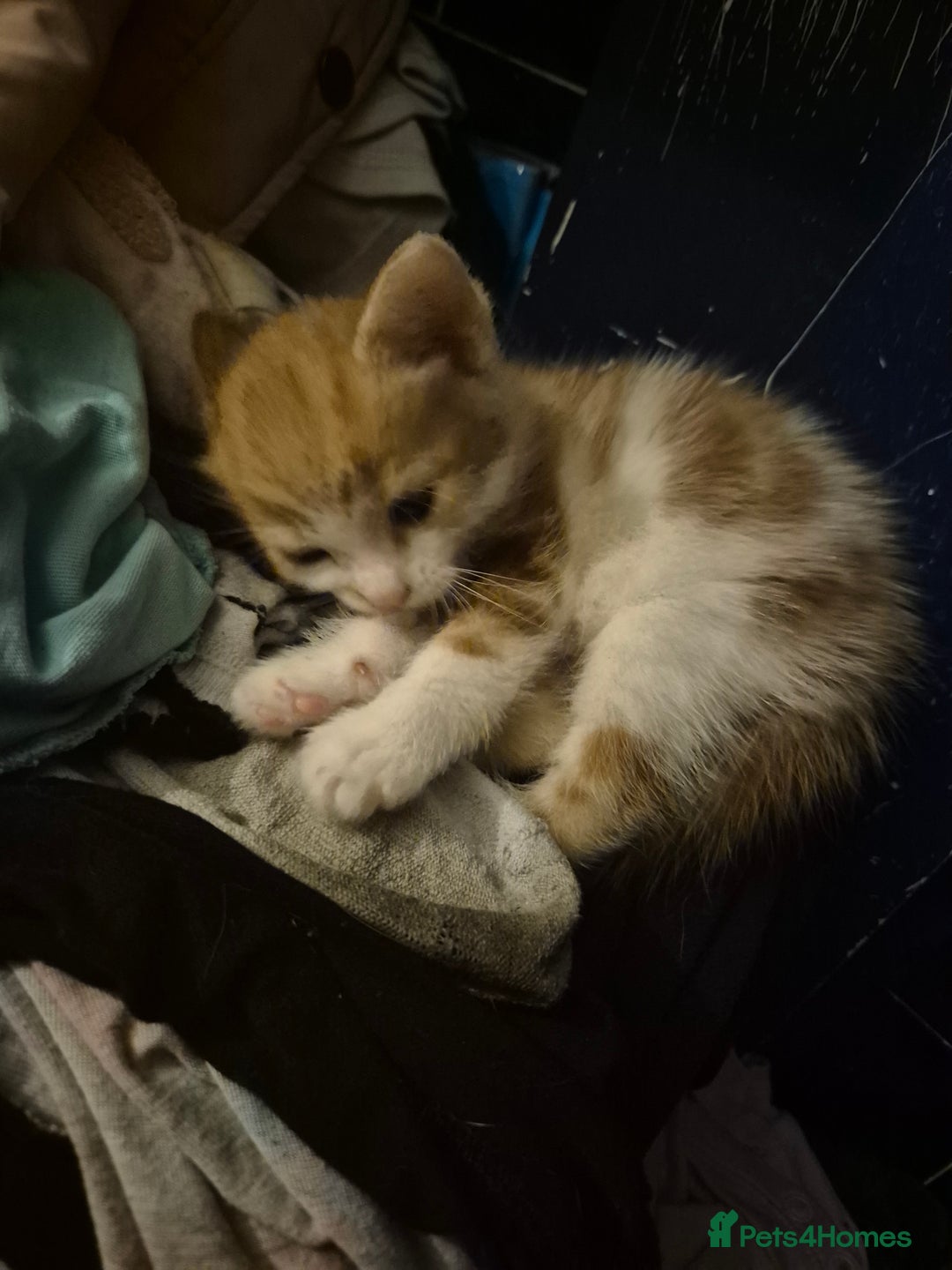 Mixed Breed cats for sale: Kittens looking for forever homes - Image 4