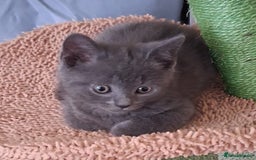 Scottish Fold cats for sale: Beautiful Grey Scottish Fold & Straight Kittens - Image 5