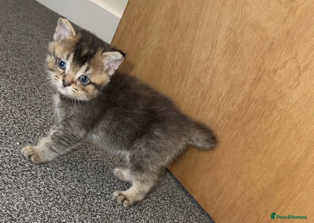 Scottish Fold cats for sale: SCOTTISH STRAIGHT - Advert 2