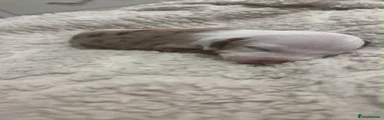 Dachshund 4