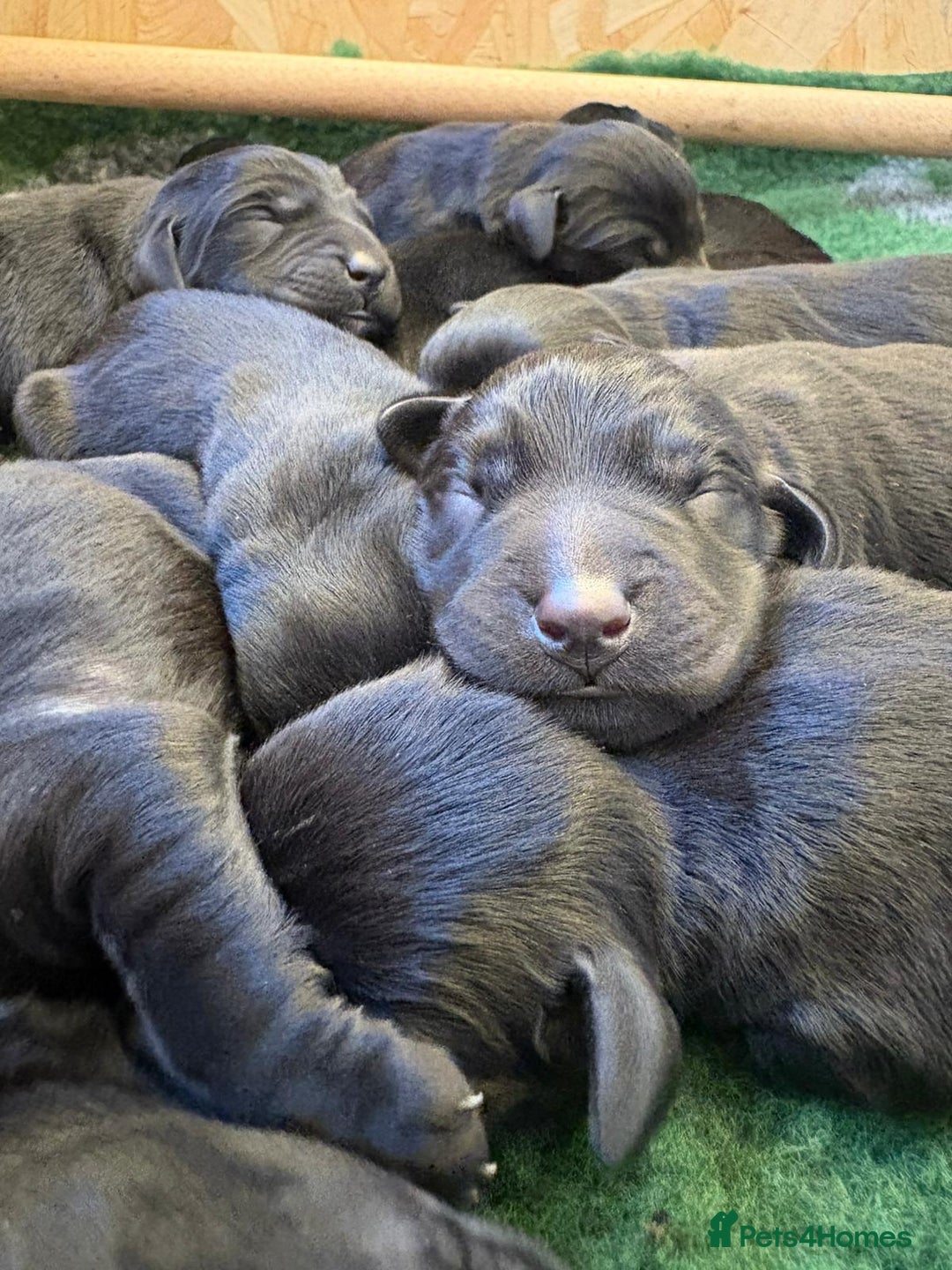 Labrador Retriever dogs for sale: Labrador retriever puppies  - Image 13