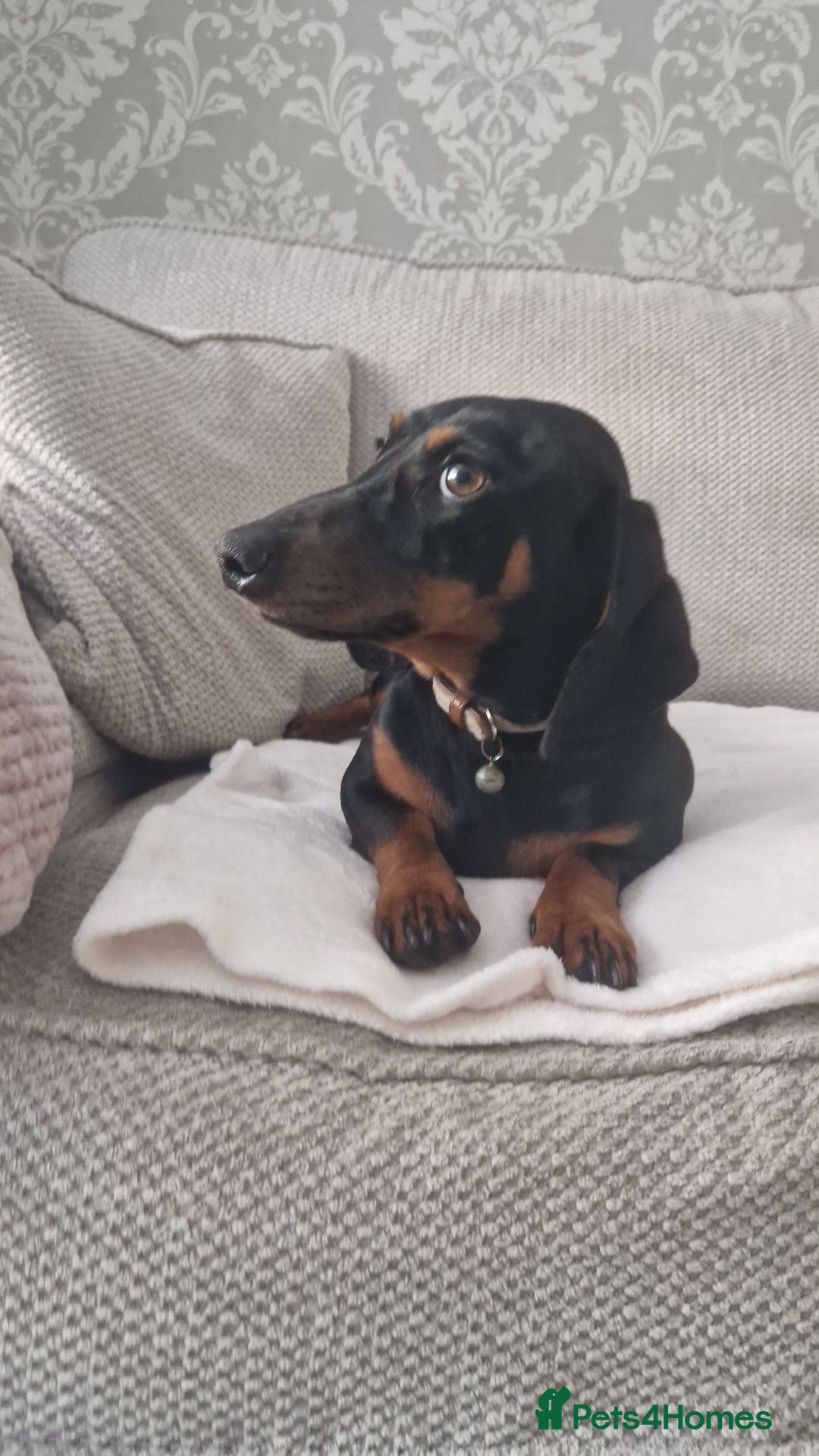 Miniature Dachshund dogs For stud  - Advert 1