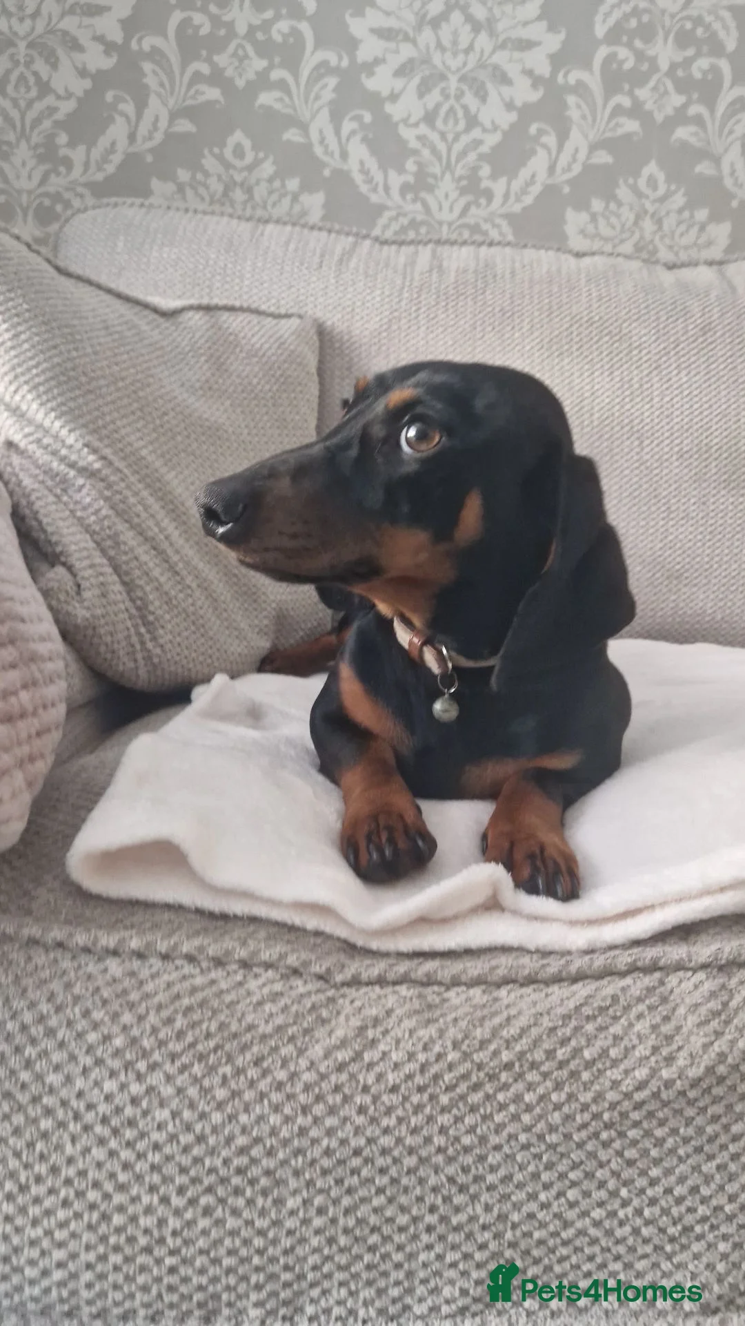 Miniature Dachshund dogs for stud: For stud  - Advert 1