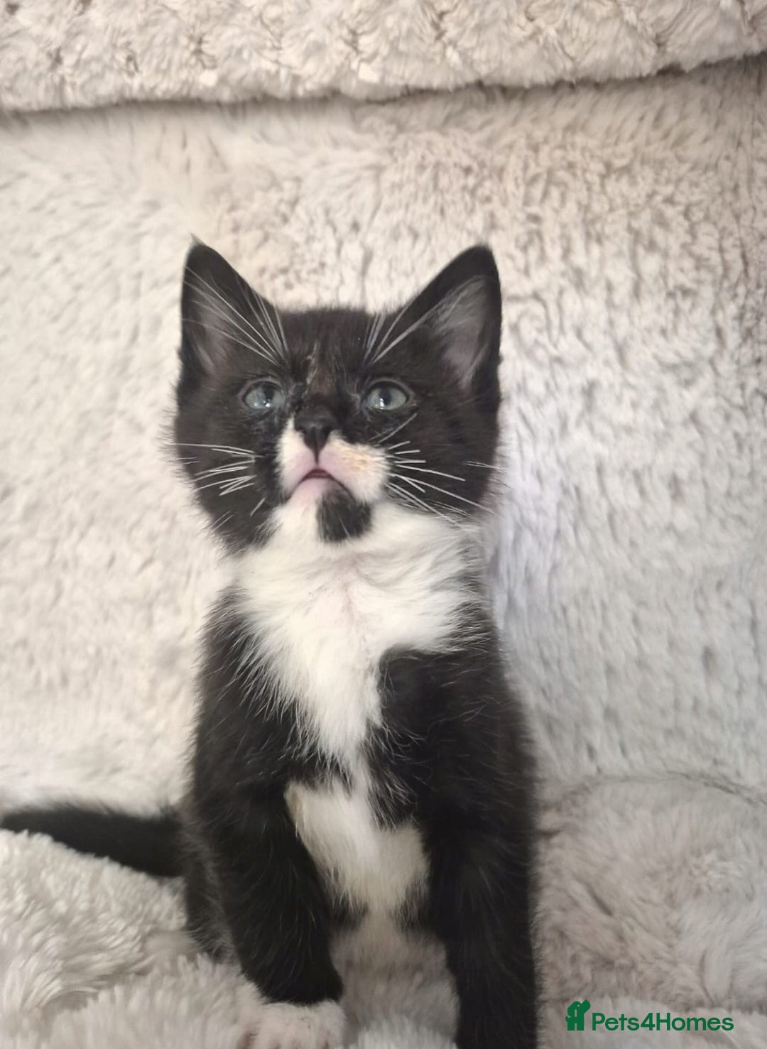 Mixed Breed cats for sale: Maincoon X - Advert 6