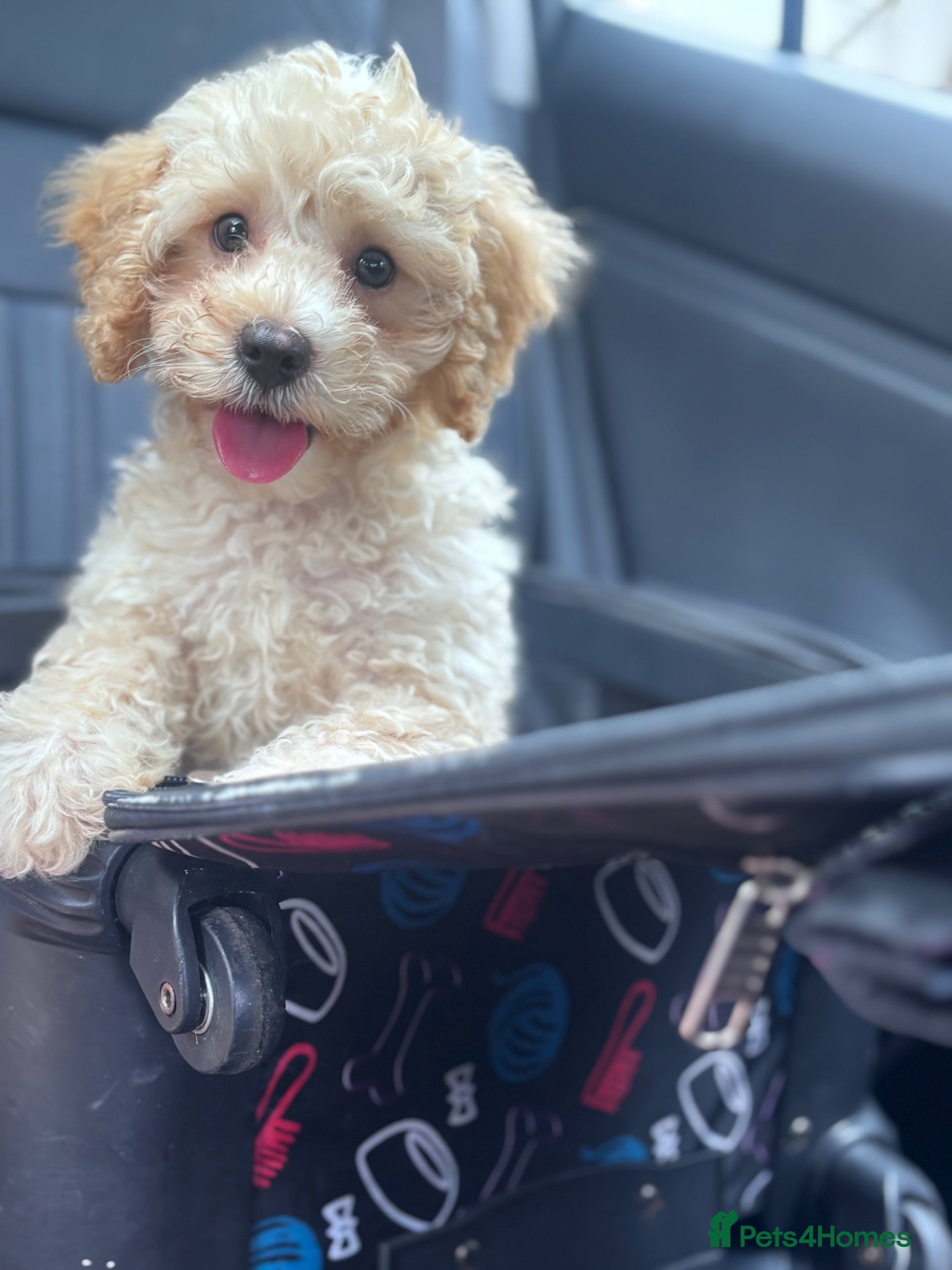 Cavapoo dogs LAST BOY Fully vaccinated ready to go. Cavapoo pup - Advert 6