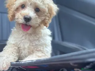 Cavapoo dogs LAST BOY Fully vaccinated ready to go. Cavapoo pup - Advert 6