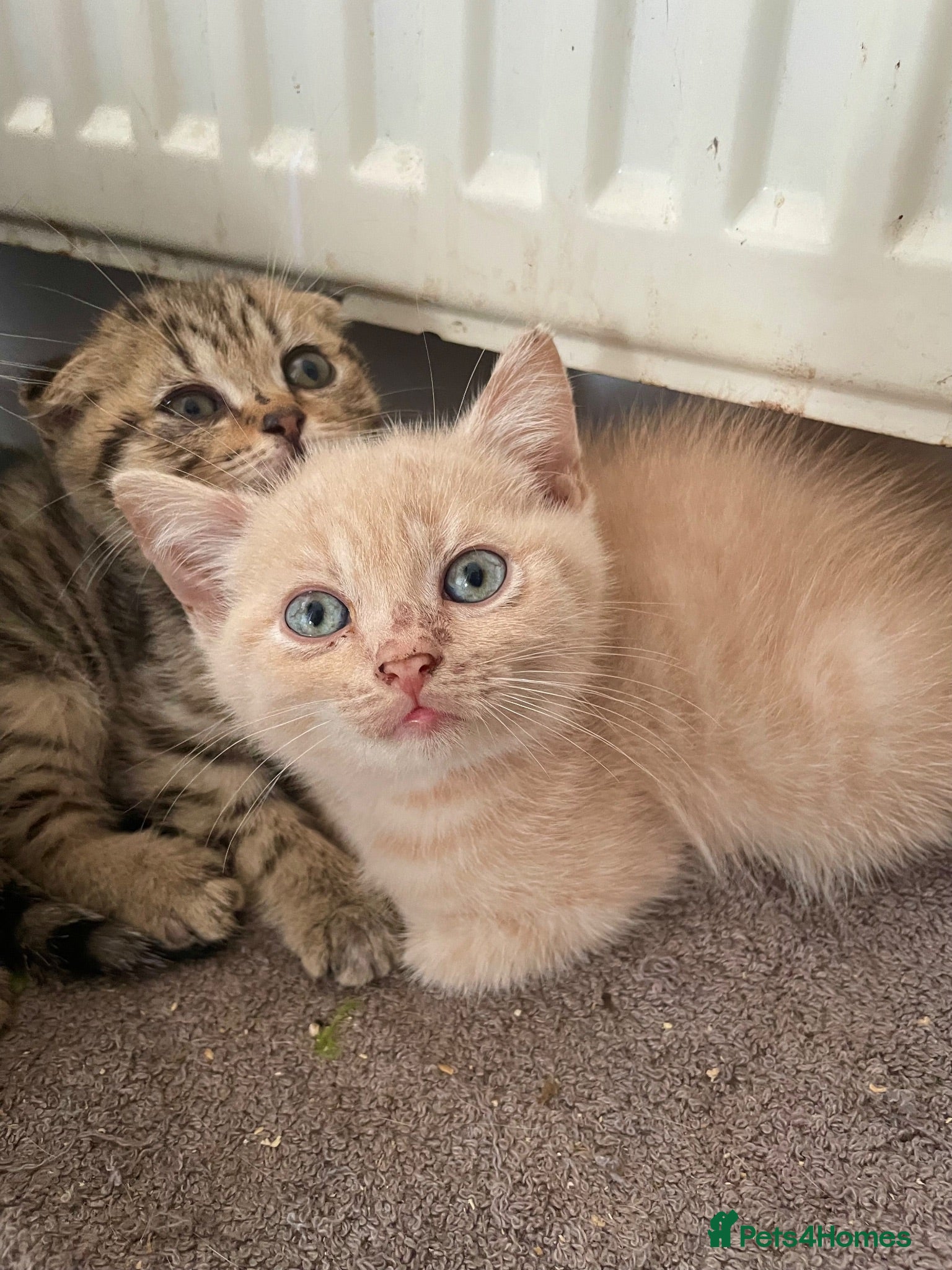 Scottish Fold cats Scottish fold kittens for sale  - Advert 5