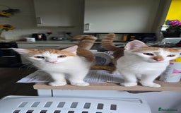British Shorthair cats for sale: 2 ginger brothers  - Image 11