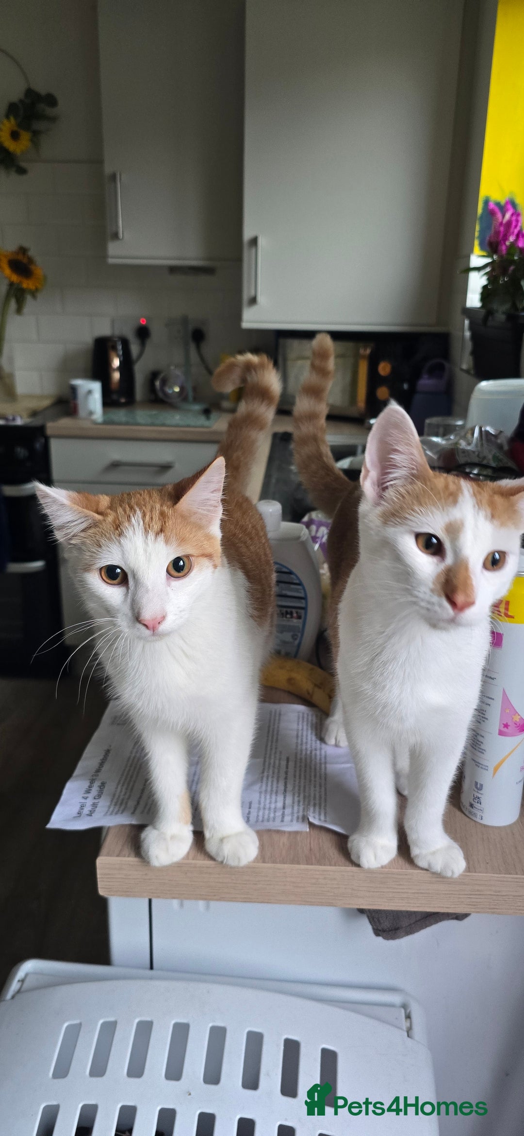 British Shorthair cats for sale: 2 ginger brothers  - Image 11