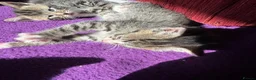 Mixed Breed cats for sale: Gorgeous kittens ready to leave now!  - Advert 2