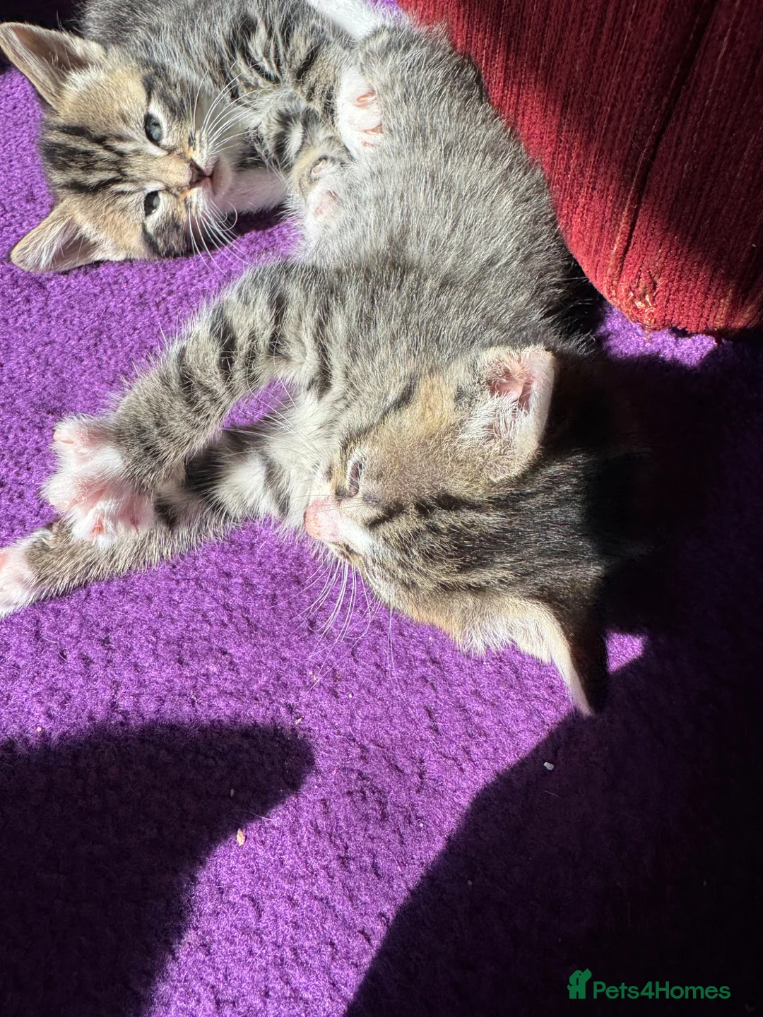 Mixed Breed cats for sale: Gorgeous kittens ready to leave now!  - Advert 2