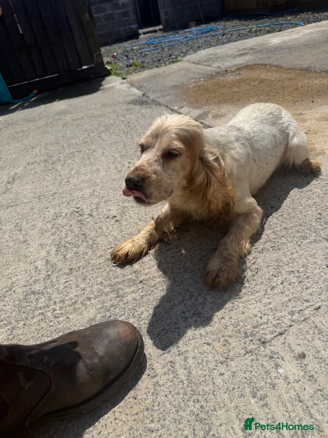Cocker Spaniel dogs for sale: Cocker spaniel  in Llanelli - Advert 2