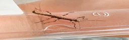 Stick Insects invertebrates for sale: Sungaya stick insect - Advert 3