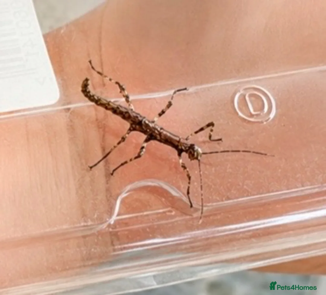Stick Insects invertebrates for sale: Sungaya stick insect - Advert 3