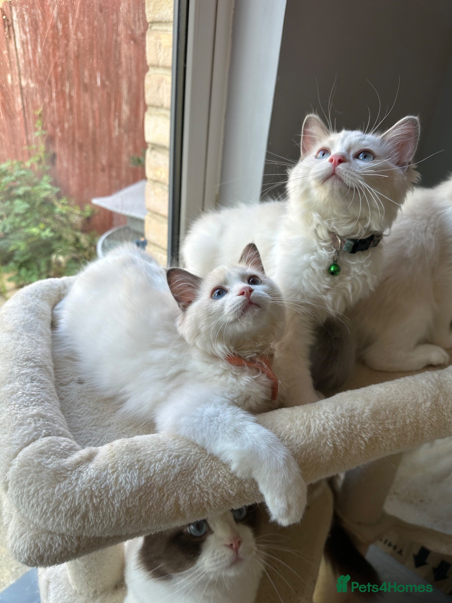 Ragdoll cats  TICA Quality Beautiful ragdoll kittens 😻🌟 - Advert 18