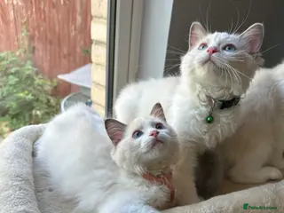 Ragdoll cats TICA Quality Beautiful ragdoll kittens 😻🌟 - Advert 18