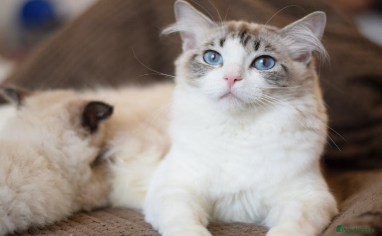 Ragdoll cats - Advert 7