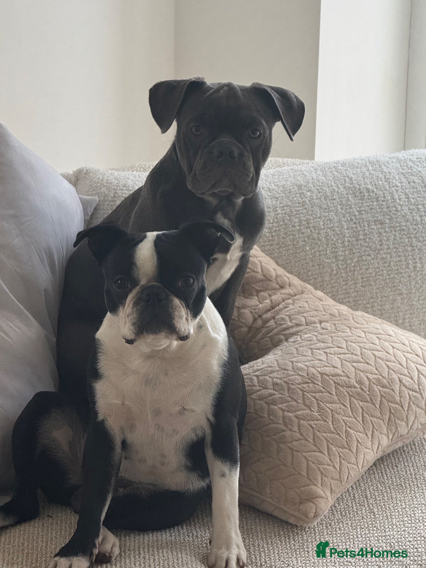 Mixed Breed dogs Boston Frenchinton terrior  - Advert 1
