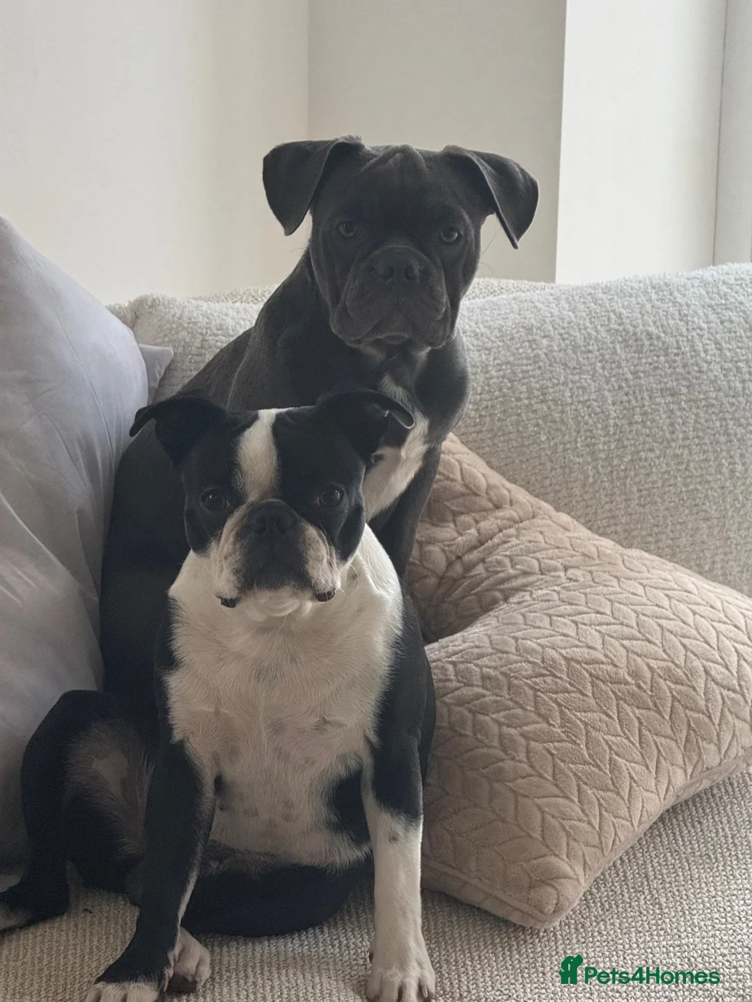 Mixed Breed dogs for sale: Boston Frenchinton terrior  in Tadcaster - Advert 1