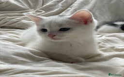 Khao Manee cats for sale: Last beautiful male is ready for new home  - Image 7