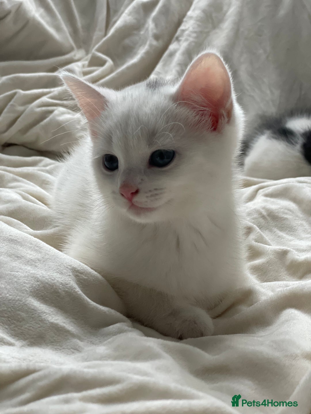 Khao Manee cats for sale: Last beautiful male is ready for new home  - Image 7