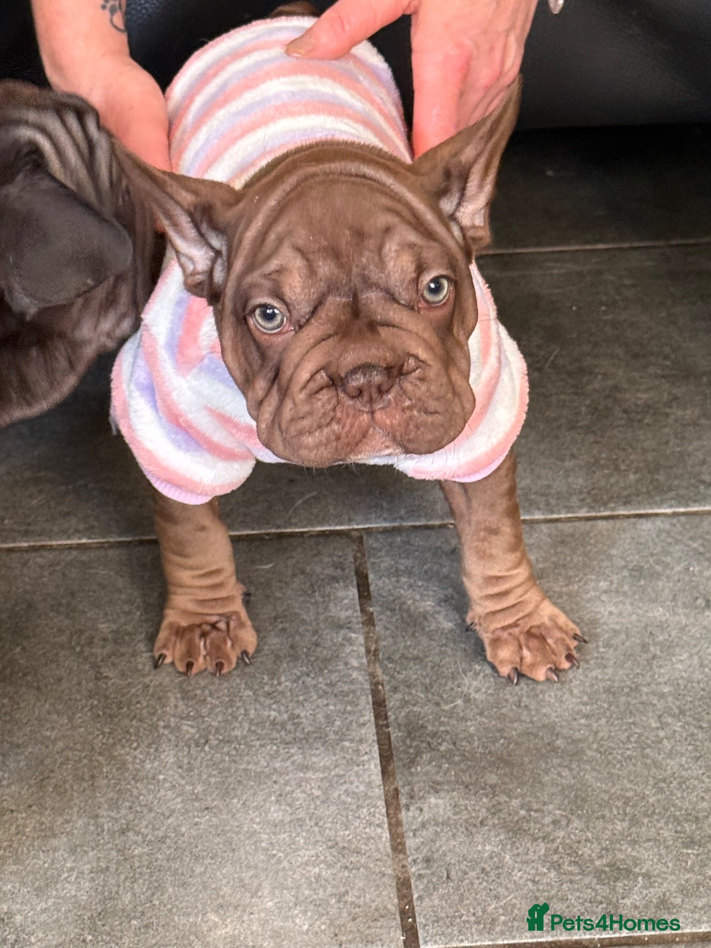 French Bulldog dogs 🐾Amazing French Bulldog Puppies🐾 - Advert 13