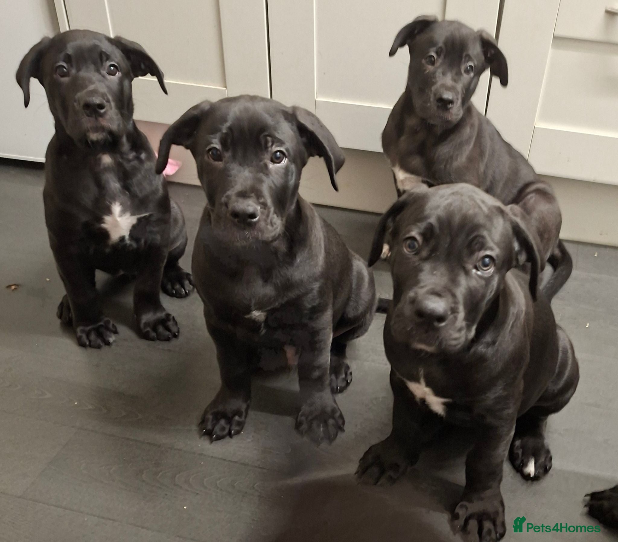 Cane Corso dogs Cane Corso Puppies - Advert 10
