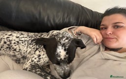 Mixed Breed dogs for sale: 2 male dogs  - Image 10