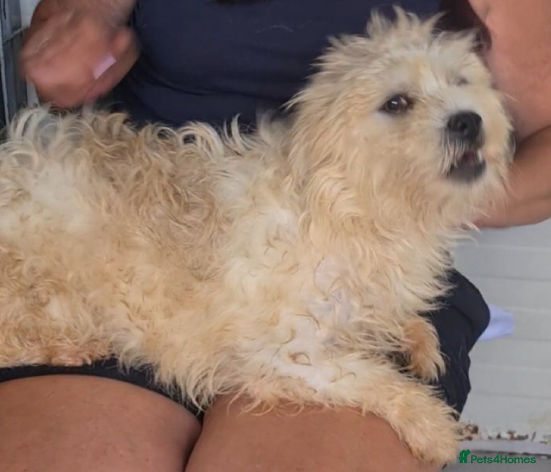 Bichon Frise dogs for adoption: Zebedee male 8kg small  - Image 6