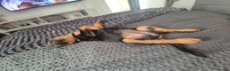 Rottweiler dogs for sale: 10 Week Old Rottweiler Girl - Advert 9
