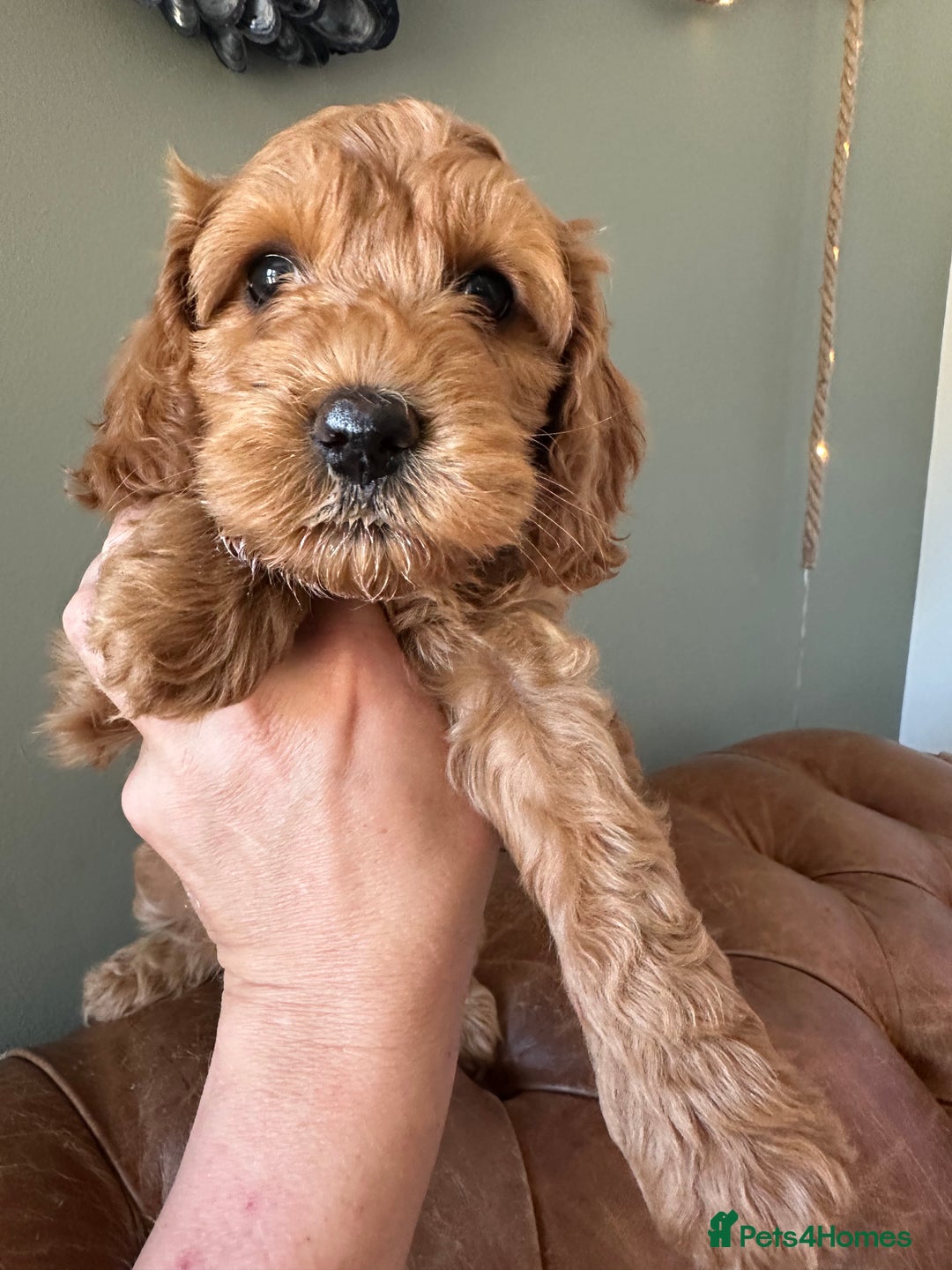 Cockapoo dogs for sale: Cockapoo puppies. Fully DNA tested.  - Image 9