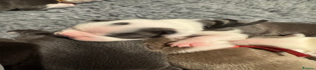 Boston Terrier Puppy 4