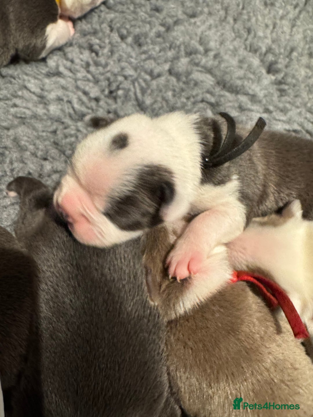 Boston Terrier dogs for sale: Stunning rainbow litter born 5/8/35 - Image 11