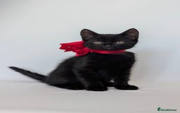 European cats for sale: Magic black kitten READY TO MOVE  - Image 4