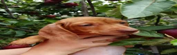 Miniature Dachshund dogs for sale: Beautiful Miniature Puppy Dachsung  - Advert 20