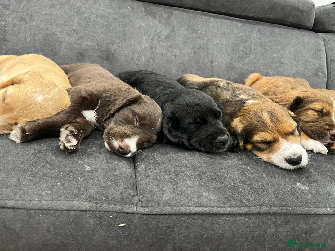 Cocker Spaniel dogs for sale: Stunning Cocker Spaniel puppy’s for sale - Advert 1