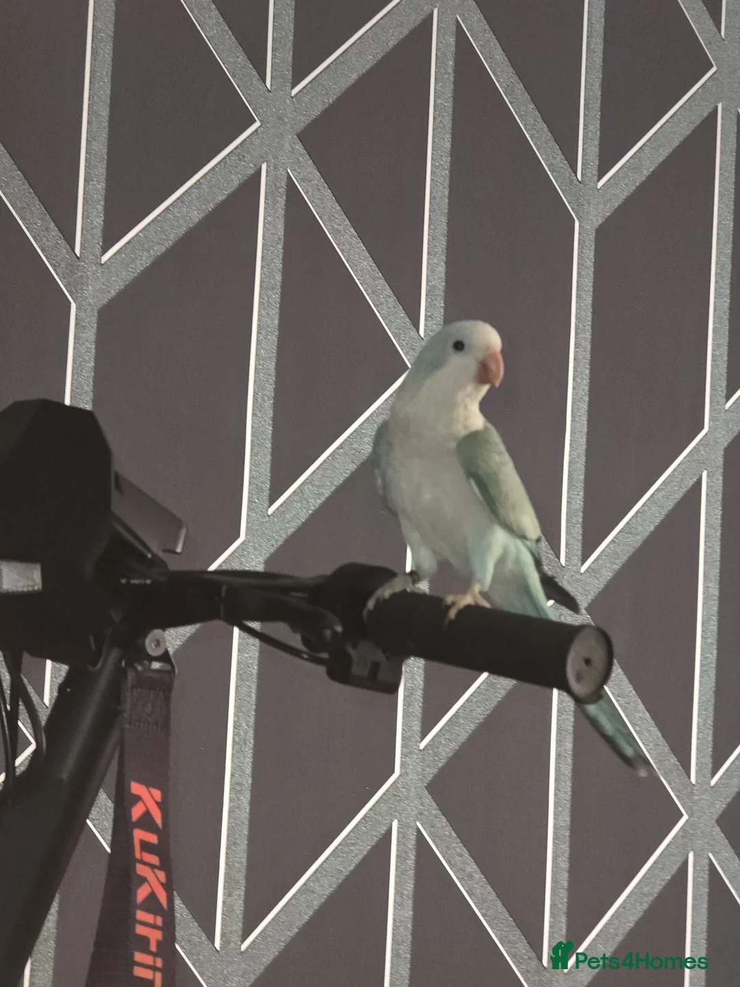 Parrots birds for sale: Aqua blue baby quaker  - Advert 6
