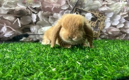 Mini Lop rabbits for sale: Pure mini lop  - Image 3