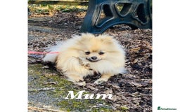 Pomeranian dogs for sale: Two Beautiful Pomeranian Boys for sale - Image 5