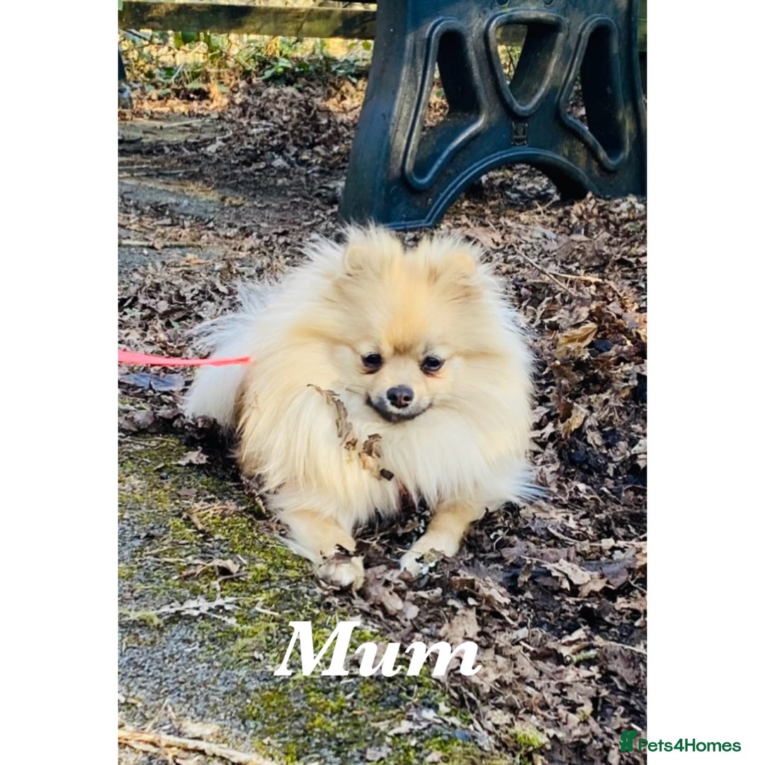 Pomeranian dogs for sale: Two Beautiful Pomeranian Boys for sale - Image 5