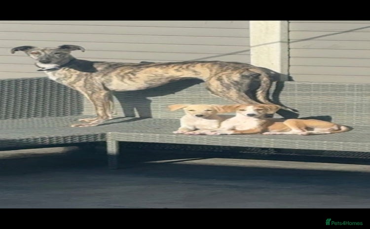 Mixed Breed dogs - Advert 3