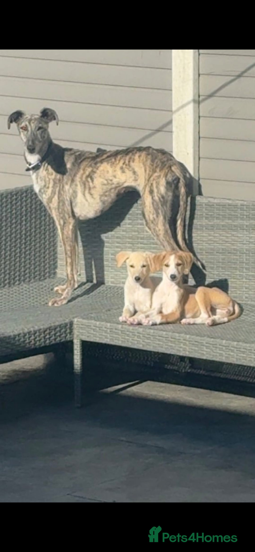 Mixed Breed dogs for sale: Lurcher - Image 1