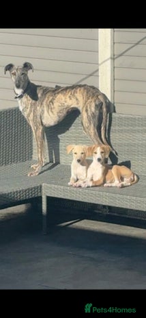 Mixed Breed dogs - Advert 10