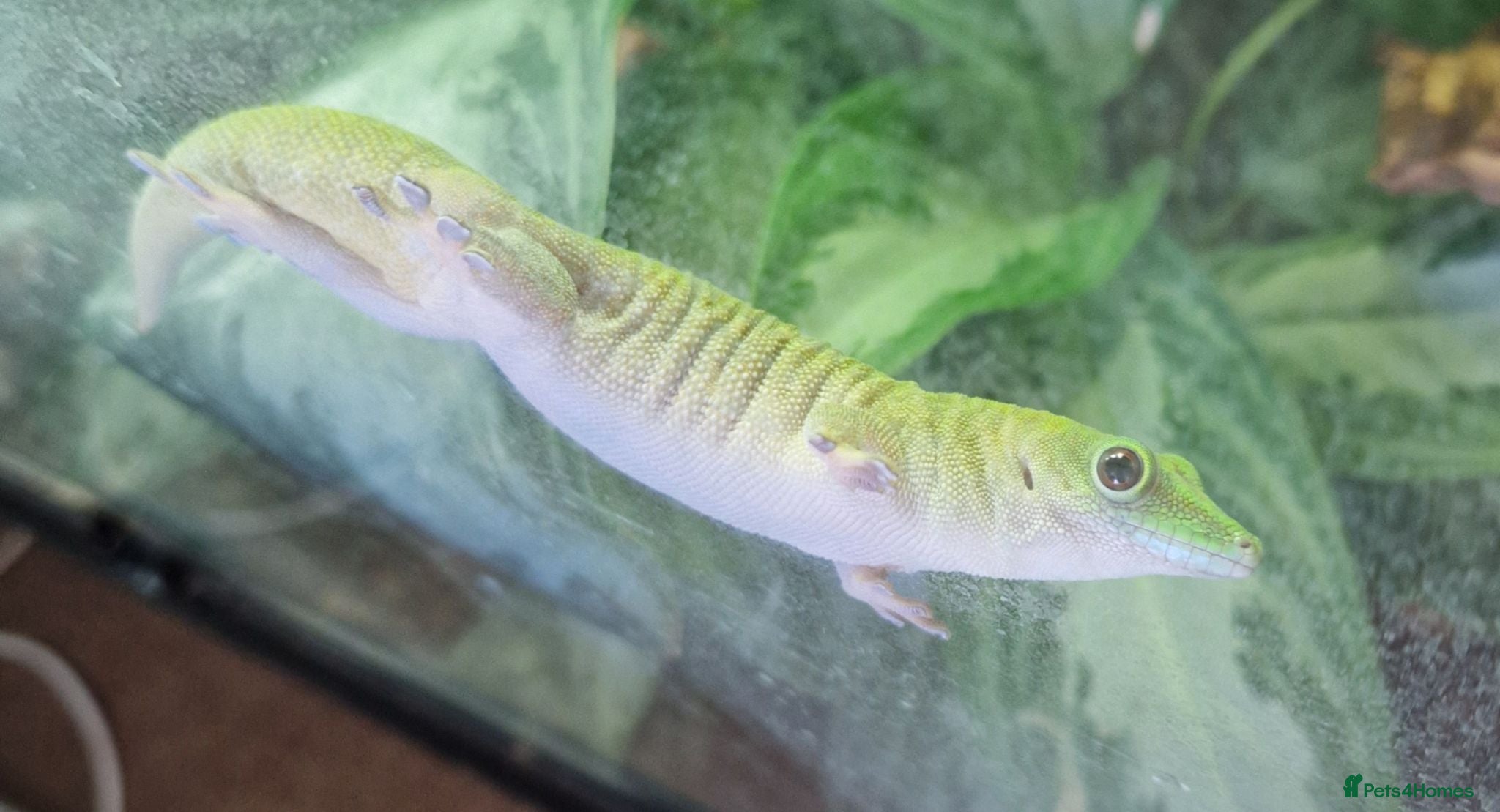 Gecko reptiles for sale: Koch's Day Gecko.  - Advert 1