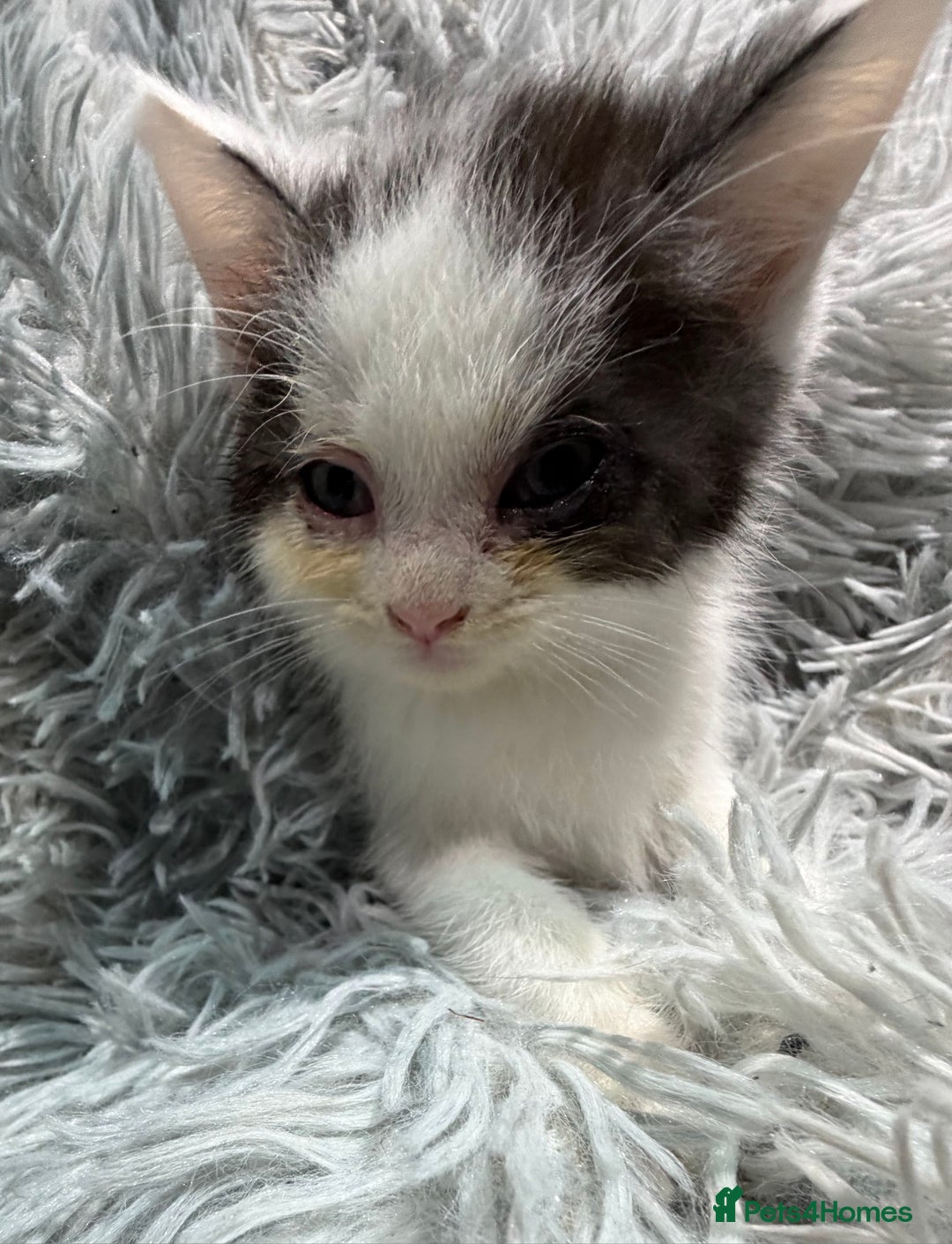 Persian cats for sale: Chinchilla persian cross kittens - Advert 7