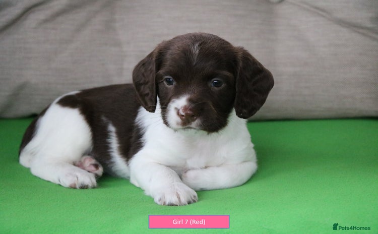 English Springer Spaniel dogs - Advert 2