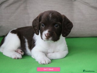 English Springer Spaniel dogs - Advert 26